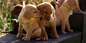 На American Airlines подали в суд из-за закрытой в туалете собаки