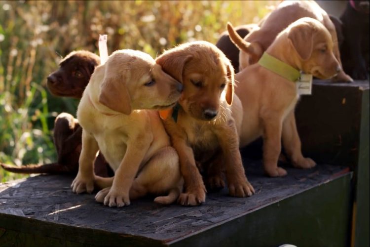 На American Airlines подали в суд из-за закрытой в туалете собаки