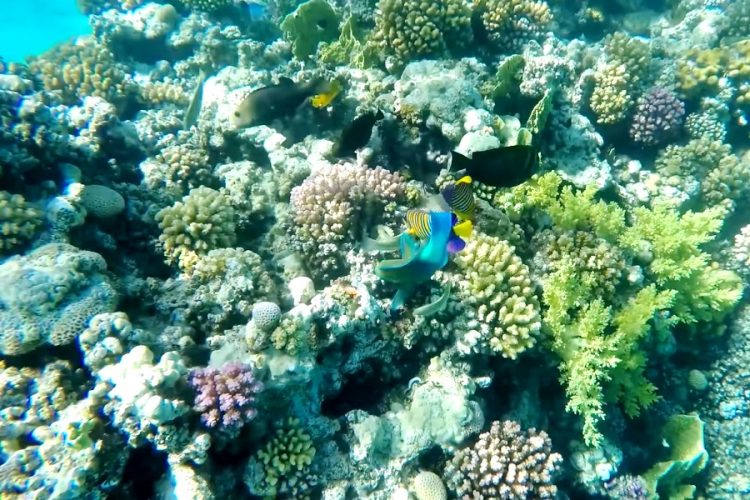 Шарм-Эль-Шейх станет полностью "зеленым". ООН спонсирует инициативу