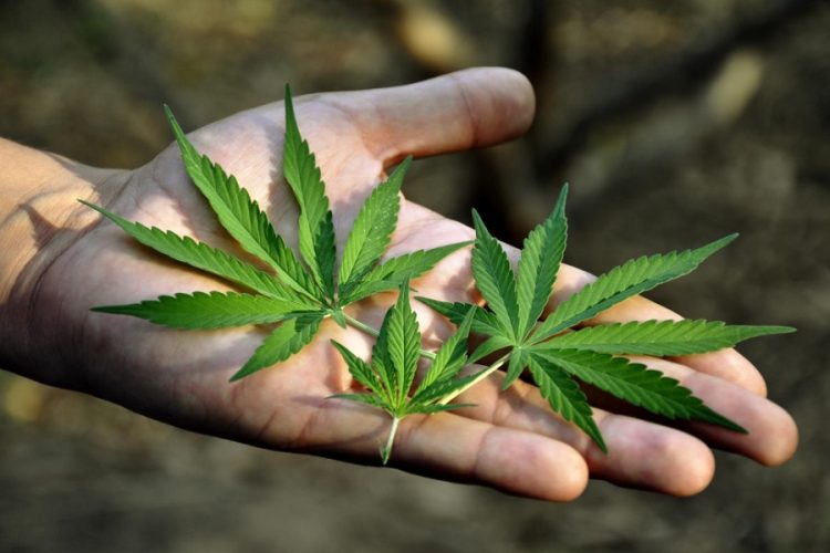 новость 10-09-2019 Туристические бюро Канады будут продвигать каннабис?