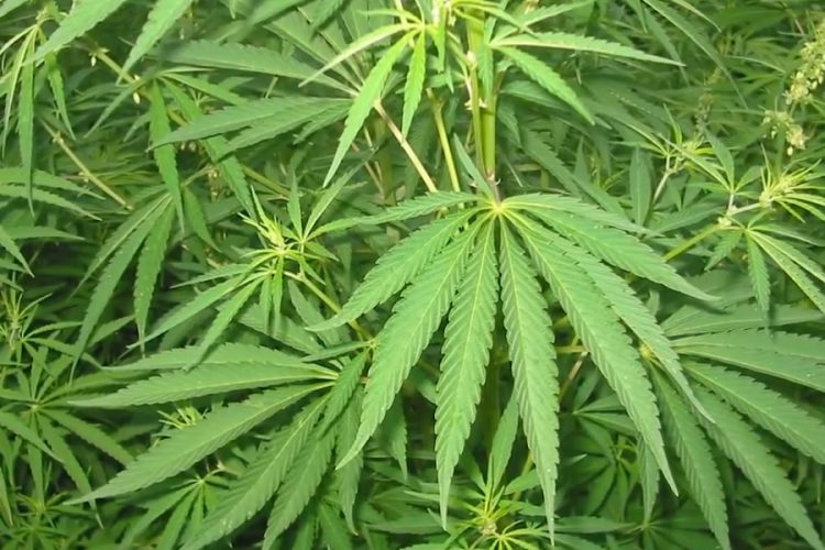 новость 21-09-2019 Каннабис может принести Таиланду до $687 миллионов