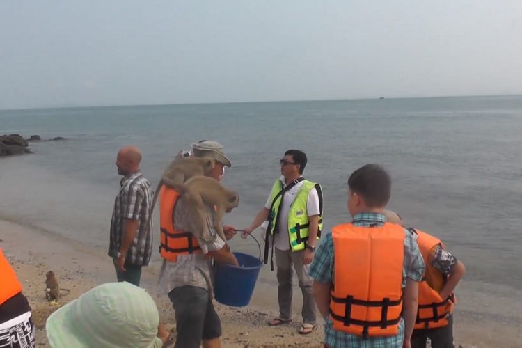новость 07-09-2019 Остров обезьян во Вьетнаме вызывает обеспокоенность активистов