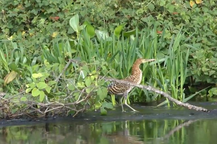 новость 14-09-2019 Экотуризм привлекает иностранных туристов в Северную Бразилию