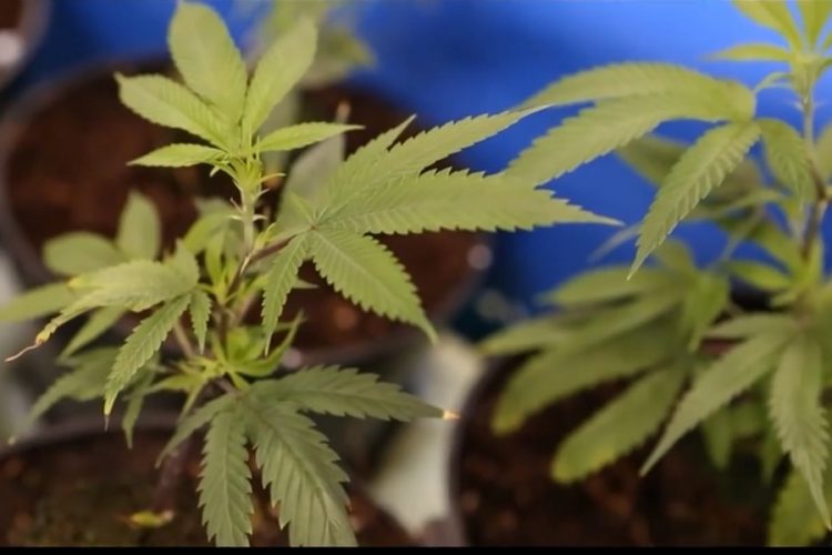 новость 25-09-2019 Новый австралийский закон позволяет растить каннабис