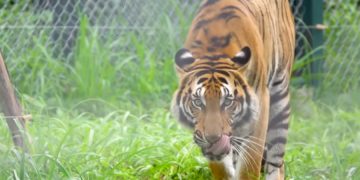 новость 17-09-2019 Более половины конфискованных в тайском храме тигров погибли