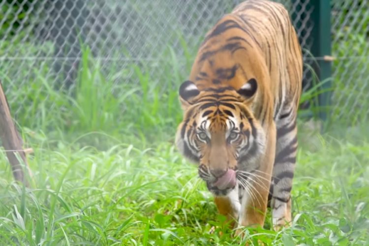 новость 17-09-2019 Более половины конфискованных в тайском храме тигров погибли