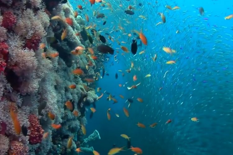 новость 19-09-2019 Большой Барьерный риф и новые меры по его сохранению