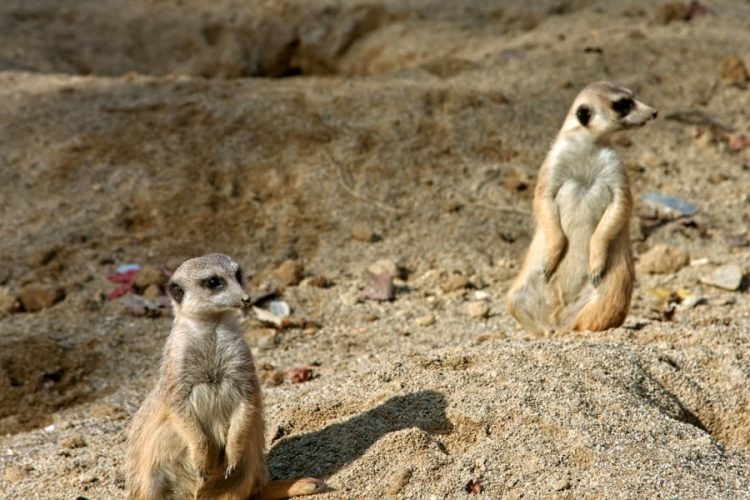 Туристы смогут пожить в зоопарке Сиднея