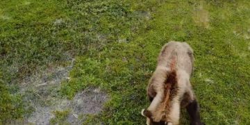 Медвежонок уснул в раковине туалета в парке Йеллоустоун