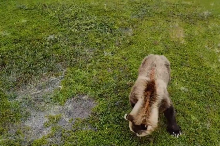 Медвежонок уснул в раковине туалета в парке Йеллоустоун
