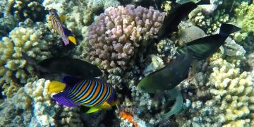 Подводный тематический парк официально открыли в Бахрейне