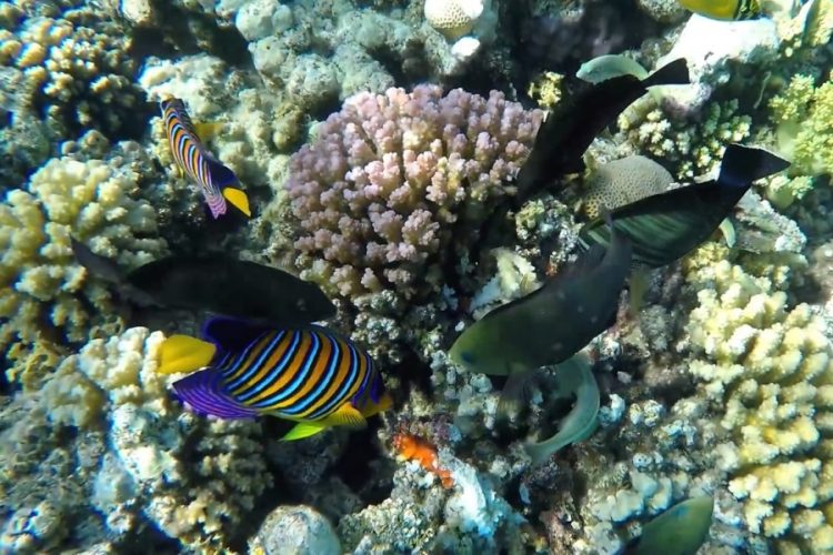 Подводный тематический парк официально открыли в Бахрейне