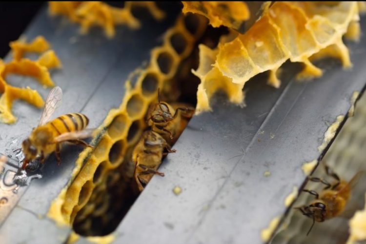 На крыше отеля Radisson установили ульи