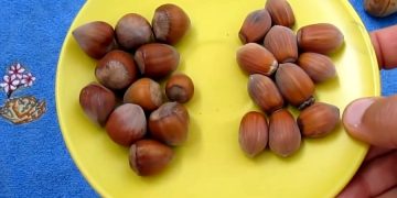 Turkish Airlines не пустила в самолет пассажирку с аллергией на орехи