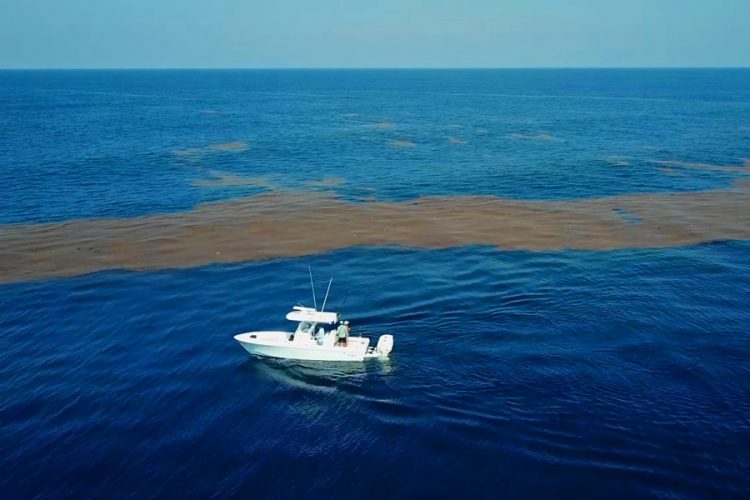Саргассум стал причиной существенного снижения турпотока в Мексике