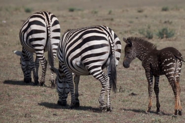 Ученые: зебра в горошек из нацпарка Кении долго не проживет