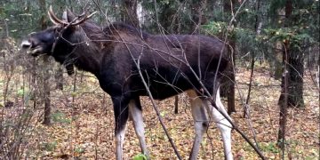 В штате Колорадо лось напал на посетительницу нацпарка