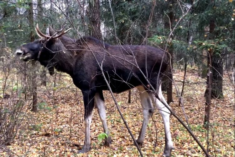 В штате Колорадо лось напал на посетительницу нацпарка