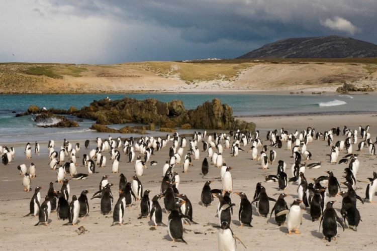 новость 30-10-2019 Фолклендские острова развивают природный туризм с пингвинами