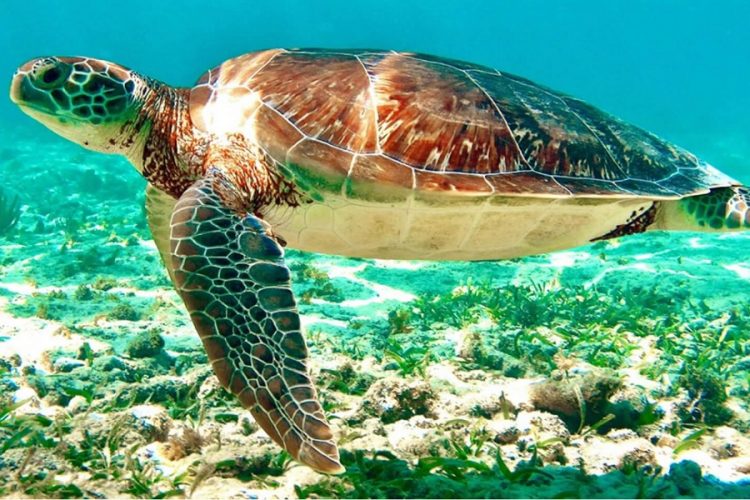 новость 04-10-2019 Программу защиты черепах запустили мексиканские страны