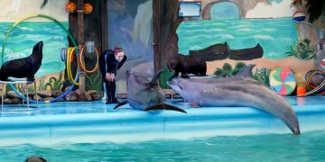 Сайт Expedia призывают отказаться от продажи билетов в дельфинарии