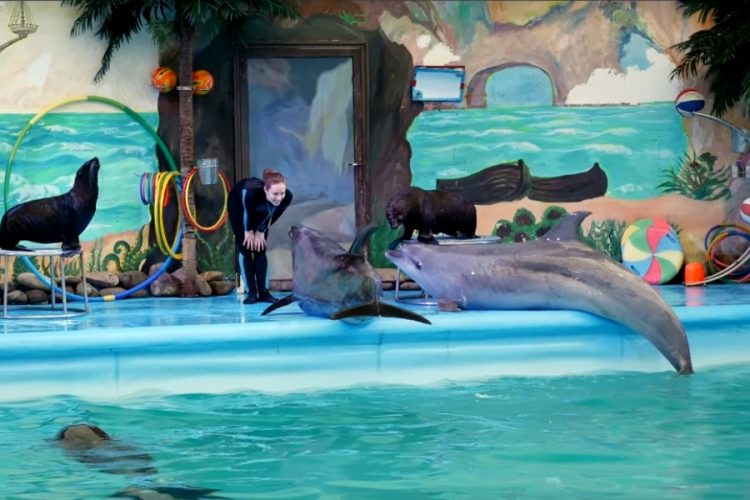Сайт Expedia призывают отказаться от продажи билетов в дельфинарии