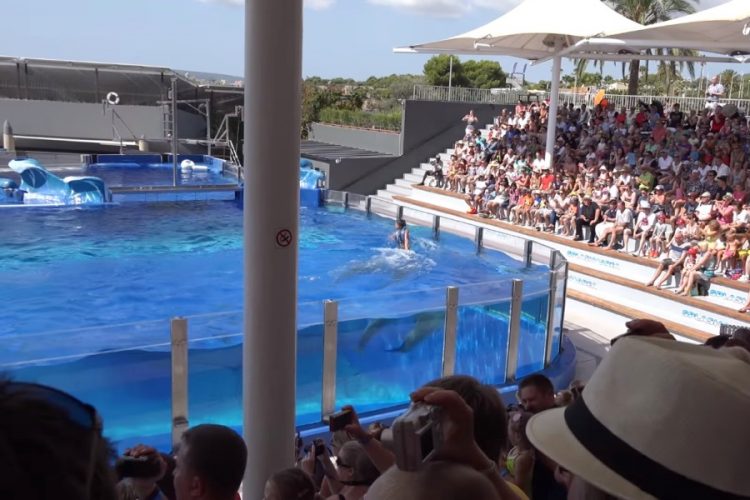 TripAdvisor отказался продвигать зоопарки, аквариумы и дельфинарии