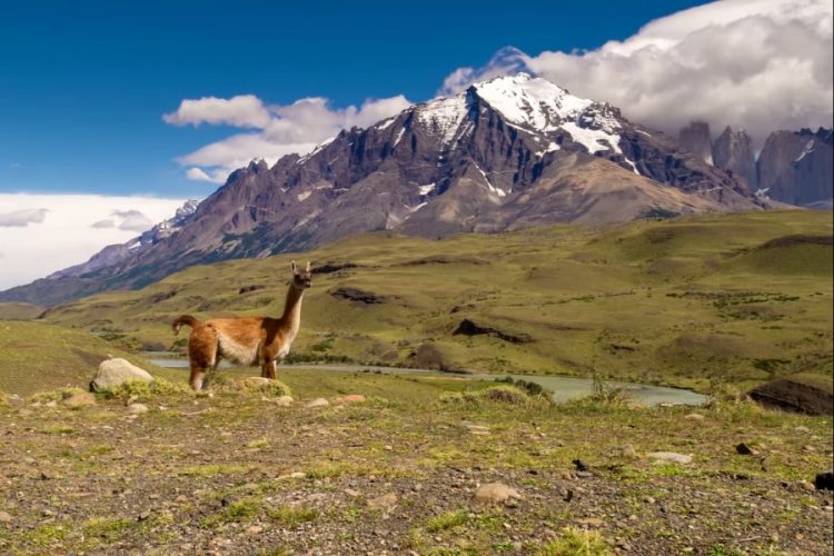 Ситуацию в Чили объяснили местные чиновники