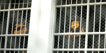 В соцсетях собрали деньги, чтобы вызволить из тайской тюрьмы россиянина
