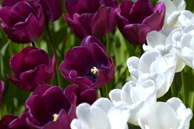 Только 1% тюльпанов из рынка в Амстердаме зацветает