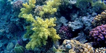 Как отразится на красноморских курортах разлив нефти?