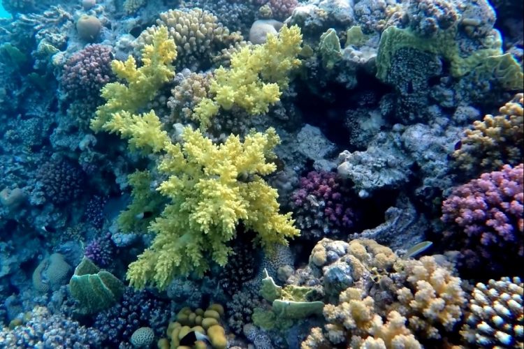 Как отразится на красноморских курортах разлив нефти?