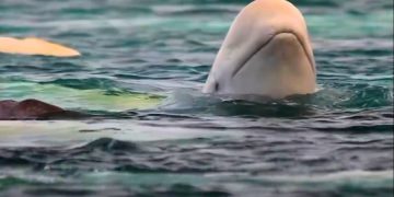 Из Приморского края вывозят белух