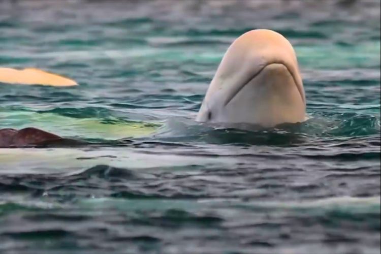 Из Приморского края вывозят белух