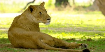 В аэропорту Йоханнесбурга изъяли 342 кг костей льва