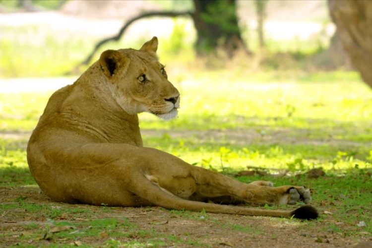 В аэропорту Йоханнесбурга изъяли 342 кг костей льва
