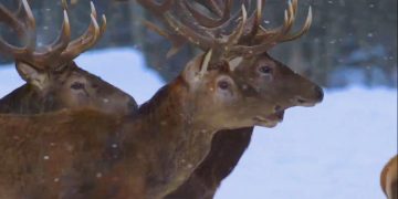 В белорусской зоне отчуждения разрешат трофейную охоту на оленей