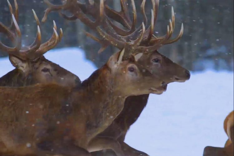 В белорусской зоне отчуждения разрешат трофейную охоту на оленей
