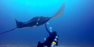 На пляжах Калифорнии от укусов скатов пострадали 176 человек