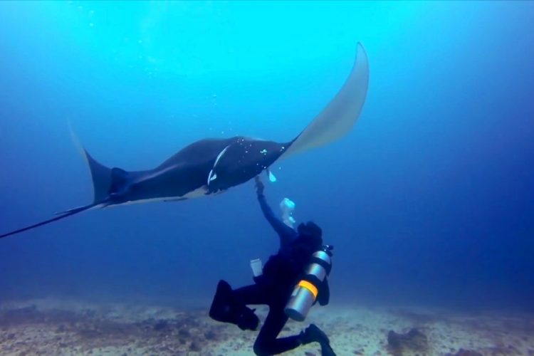 На пляжах Калифорнии от укусов скатов пострадали 176 человек