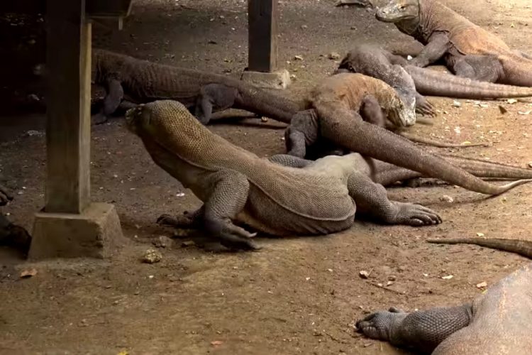 Остров драконов Комодо откроют только для богатых туристов