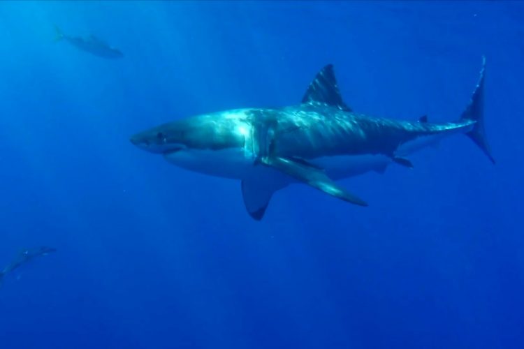 Белая акула оторвала руки французской туристке