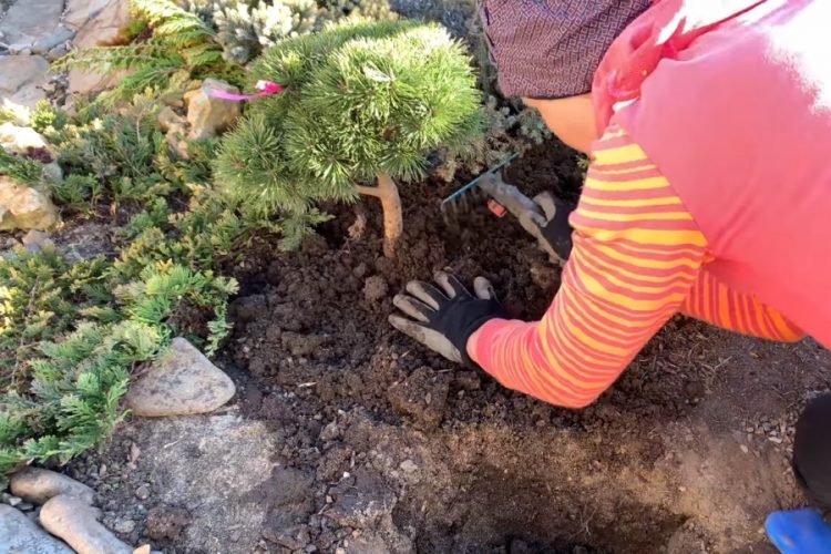 Отель Arctic Blue даст скидку 5% туристам, которые посадят дерево