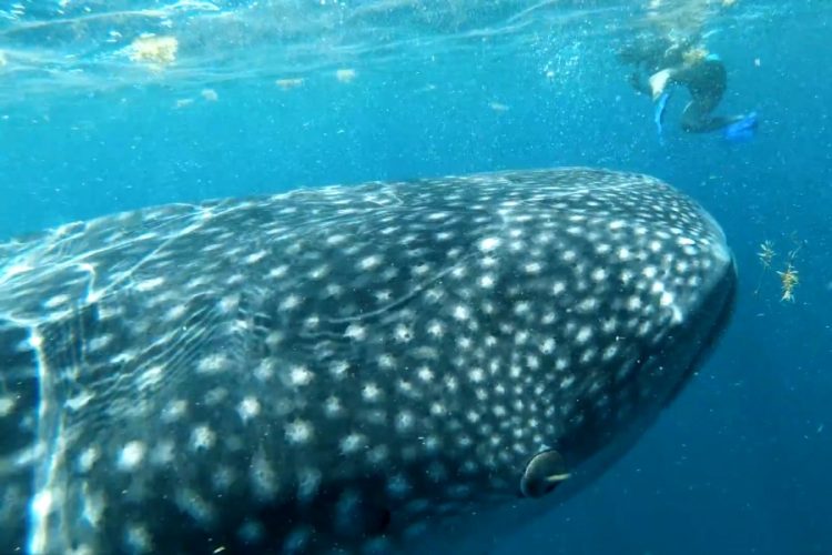 В Хургаде ищут дайвера, который преследовал китовую акулу и снимал видео