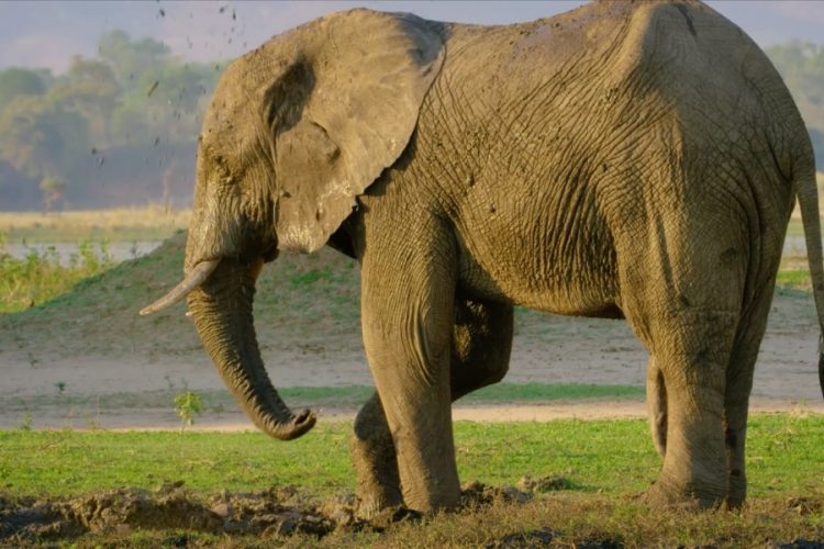 Сайт Airbnb предлагает новый опыт общения с животными