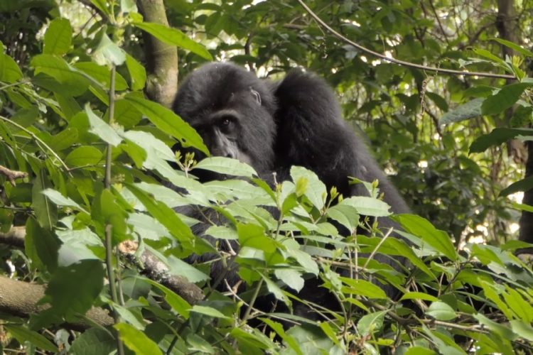 Уганда разработала уникальный тур «Испытай Уганду - первым!»