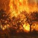 новость 10-11-2019 Лесные пожары вышли из под контроля на востоке Австралии