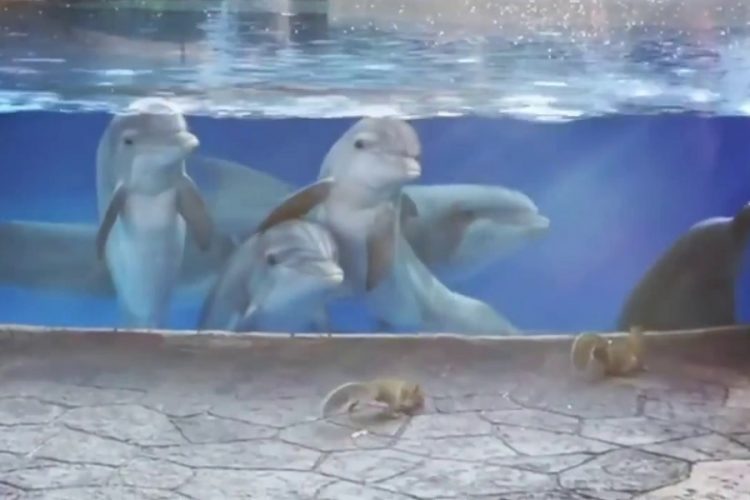 новость 14-11-2019 Новый отчет о жестоком обращении с дельфинами в туриндустрии