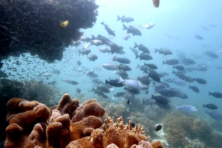 Новая турфирма учит туристов восстанавливать кораллы