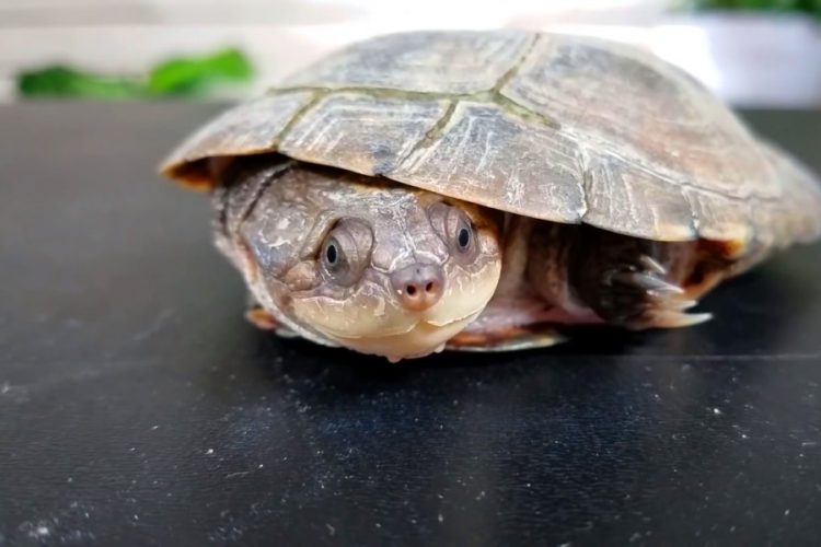 Россиянин пытался ввезти в Турцию черепах в коробках для пиццы